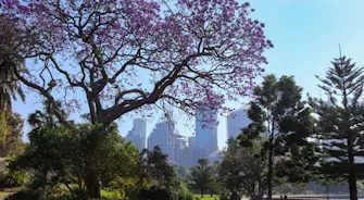 Neighbourhood gardens