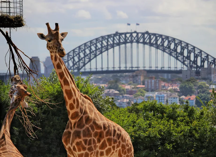 Taronga Zoon